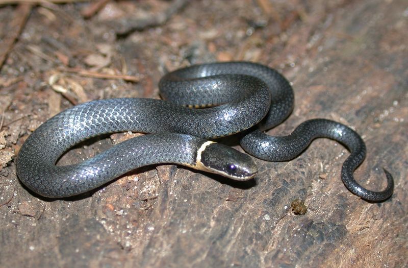 Ring-necked Snake
