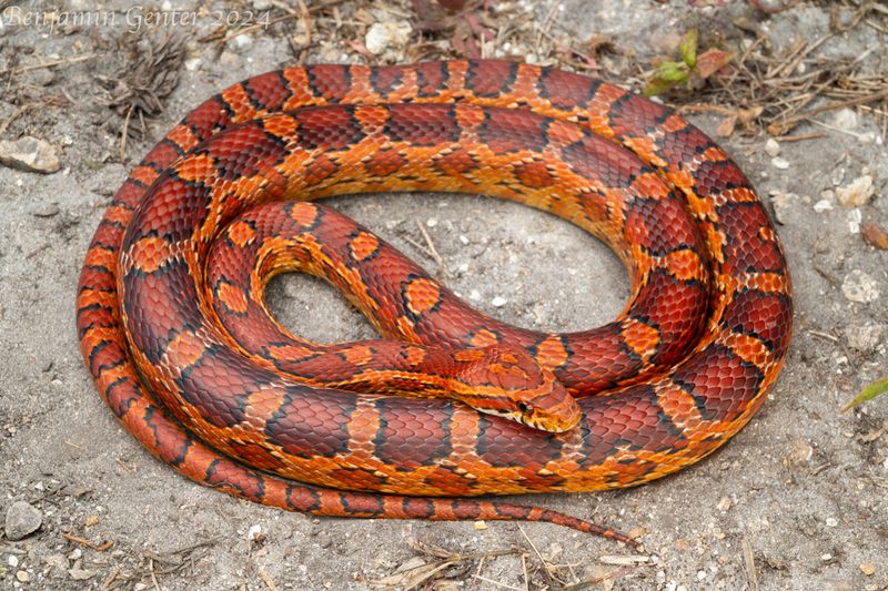 Virginia Corn Snake