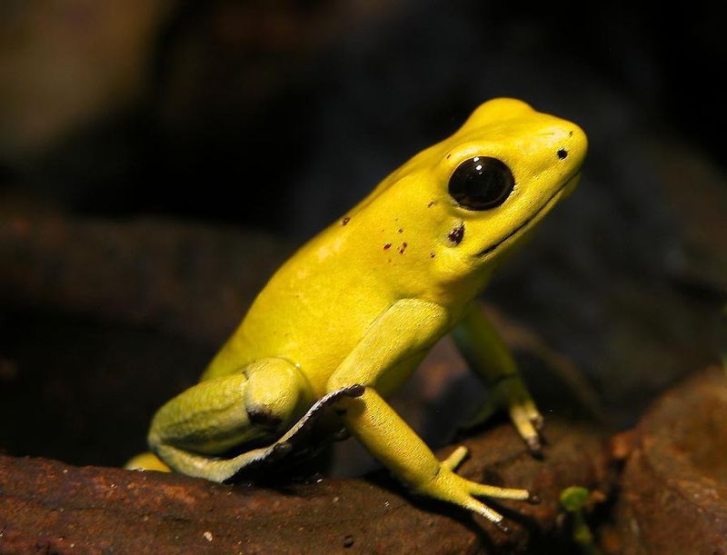 Yellow-Banded Poison Frog: Golden Peril
