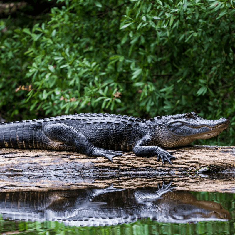 American Alligator