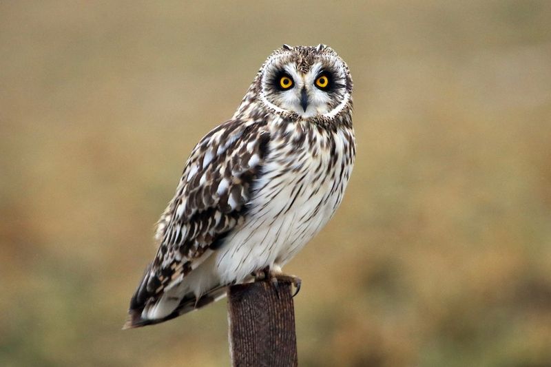 Short-eared Owl