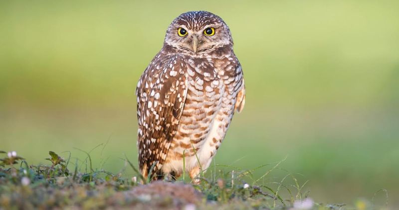 Burrowing Owl: The Underground Dweller