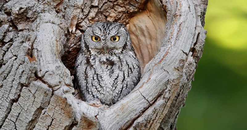 Western Screech Owl