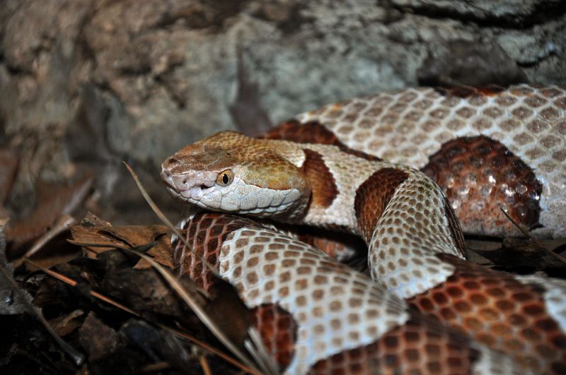 Northern Copperhead