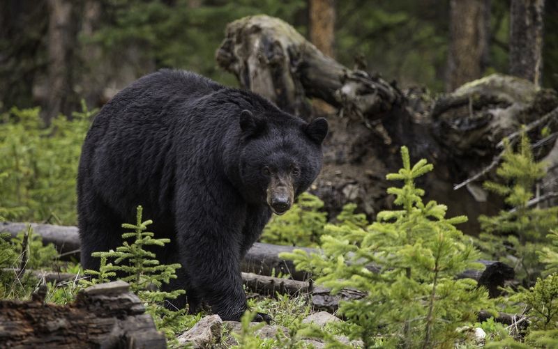 American Black Bear
