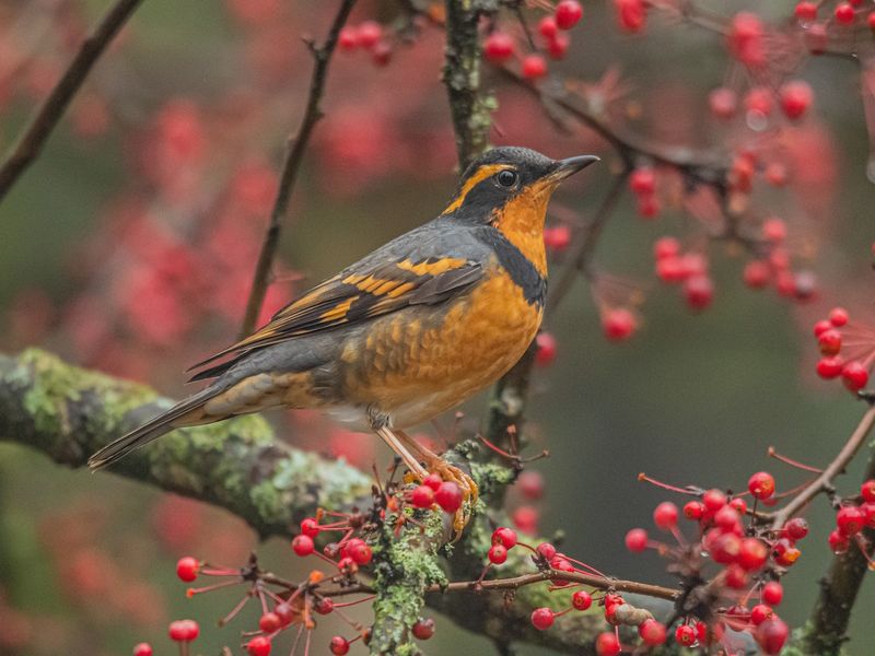 Varied Thrush