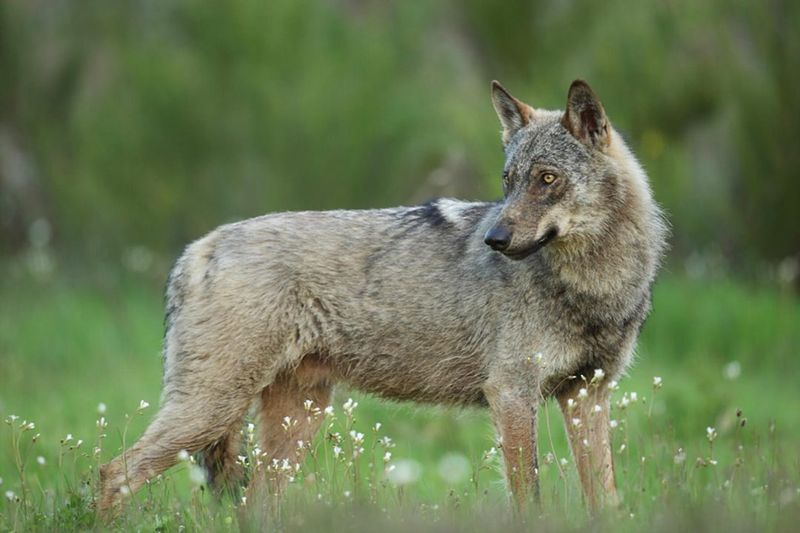 Iberian Wolf