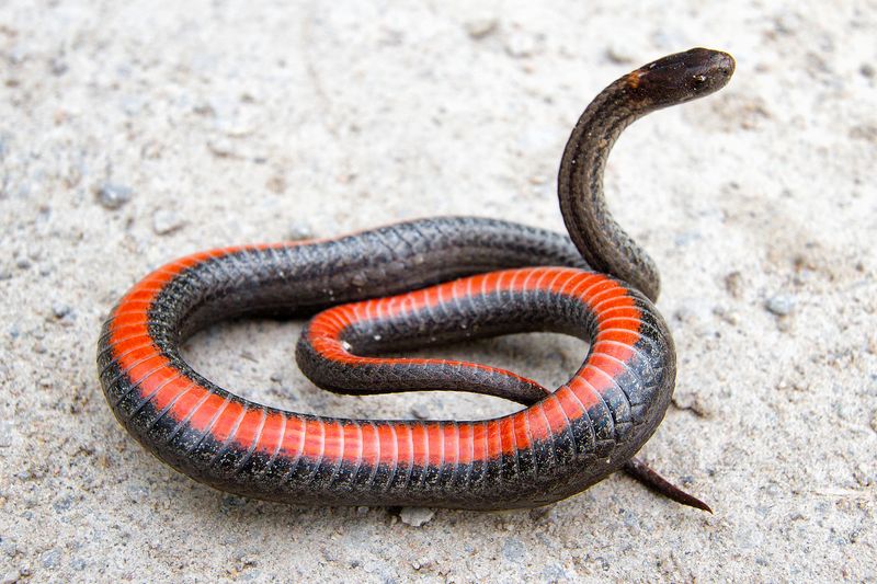 Northern Red-bellied Snake
