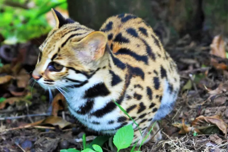 Indian and Chinese Leopard Cats