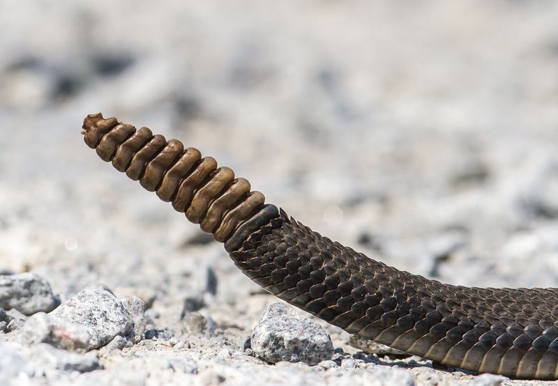 That Famous Rattle Isn't Just For Show