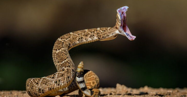 Easy Guide To Rattlesnakes