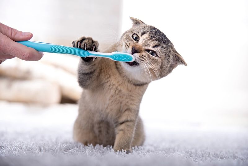Start Dental Care Young