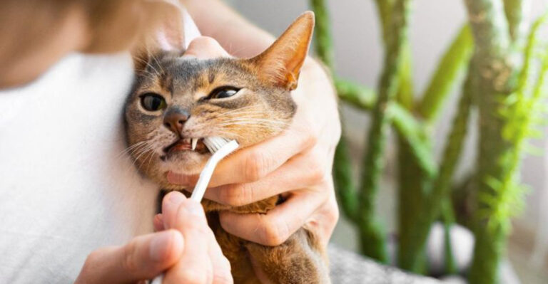 Easy Tips To Help Keep Your Cat’s Teeth Healthy
