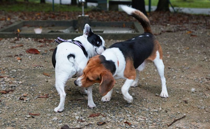 Butt Sniffing Greetings