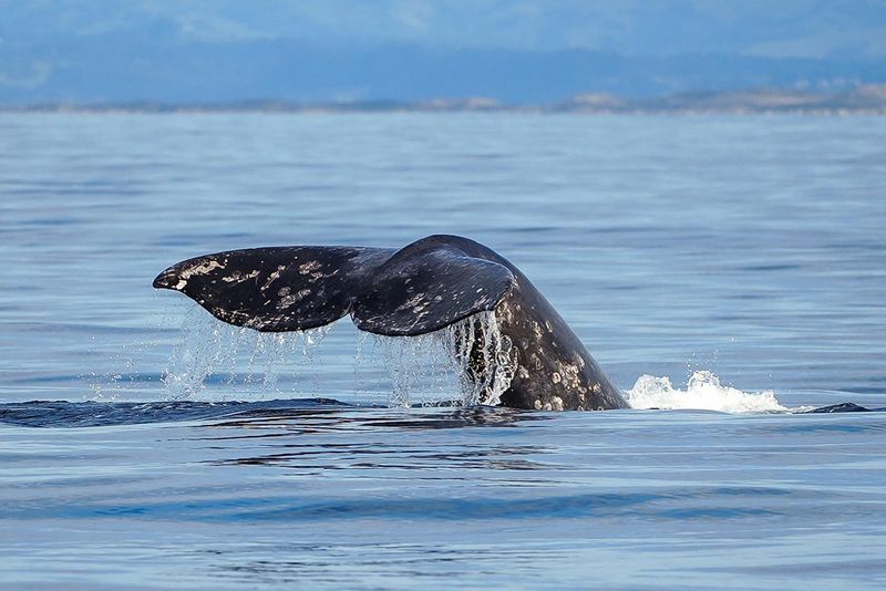 Passed From Whale To Whale