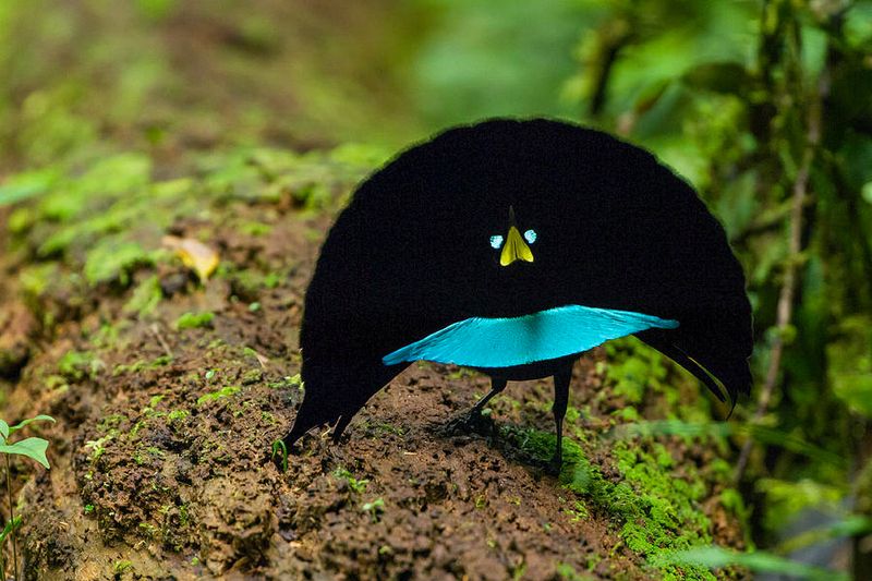 Superb Bird-of-Paradise