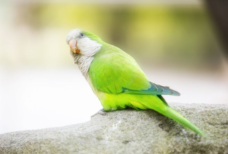 Quaker Parrot - The Social Engineer