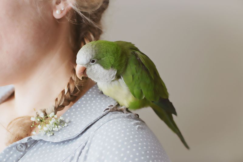Quaker Parakeets – Chatty Community Builders