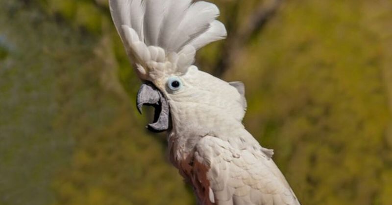 Cockatoos Cry Out For Connection