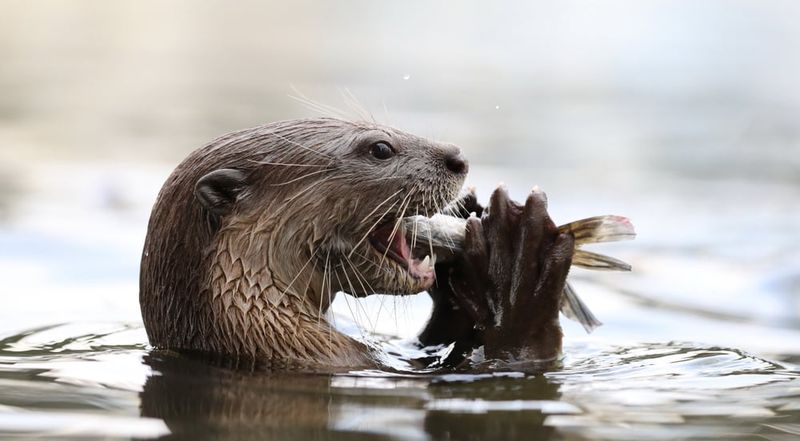 Not Your Ocean Otters