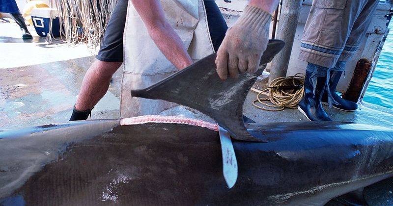 Shark Finning Bans – Legal Loopholes