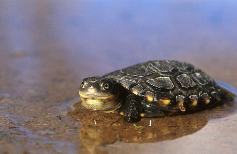 Success Stories That Inspired Phascogale Recovery
