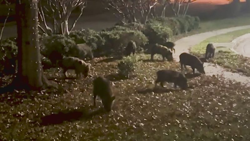 Suburban Invaders