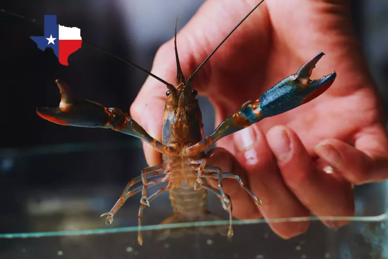 Citizen Scientists Track Spreading Populations