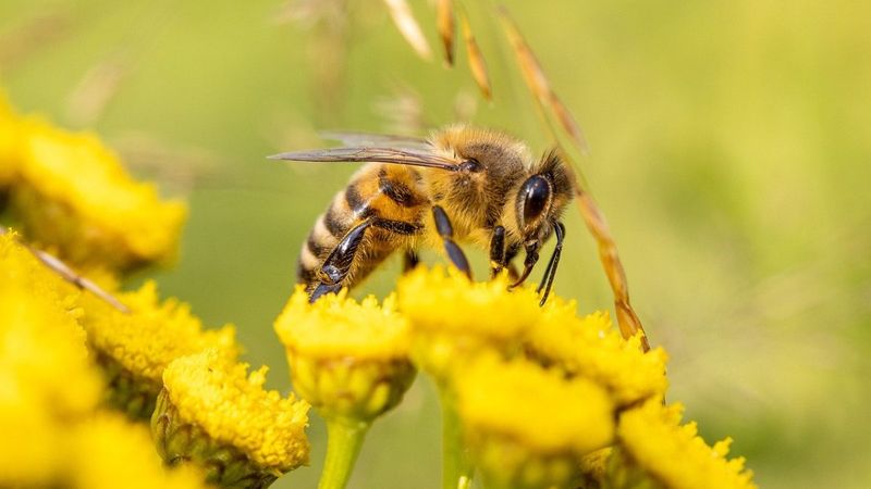 Ecosystem Collapse Threatens Wildlife