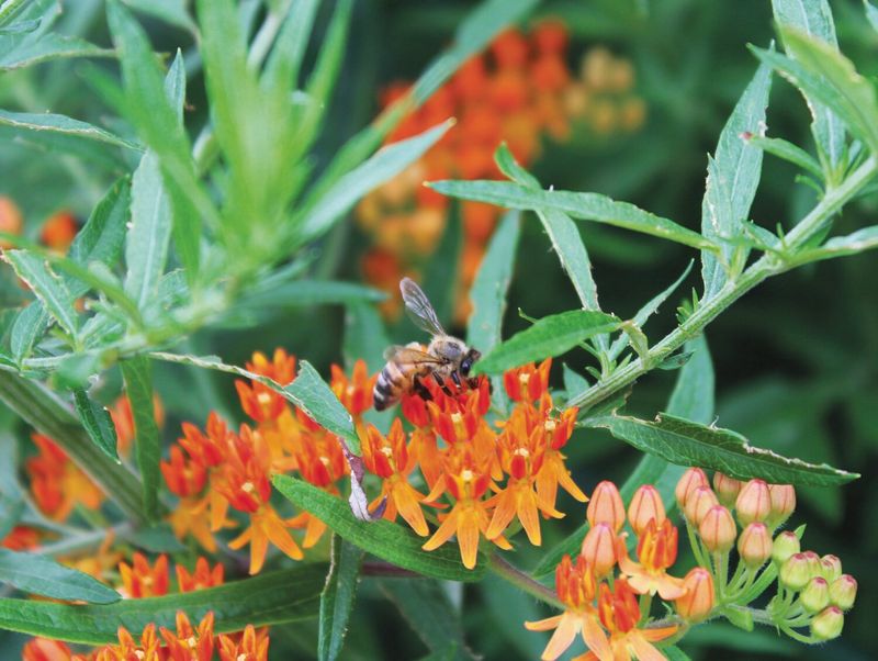 Home Gardens Become Vital Refuges