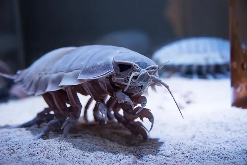 Unusual Feeding Mechanisms