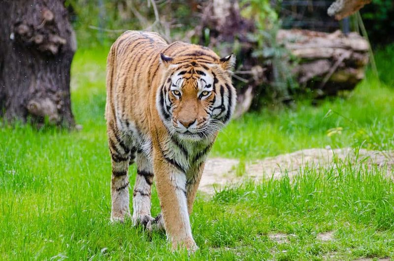 Community-Based Conservation Initiatives