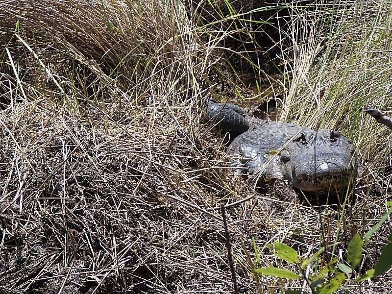 Crocodile's Temperature-Controlled Mounds