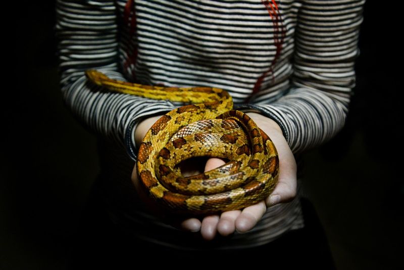 What To Do If You Can No Longer Care For A Snake