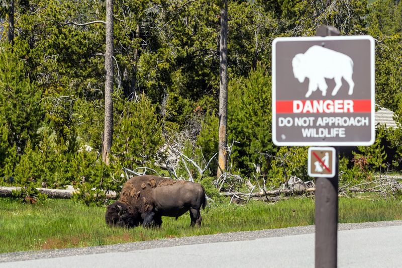 Yellowstone's Efforts To Improve Visitor Safety