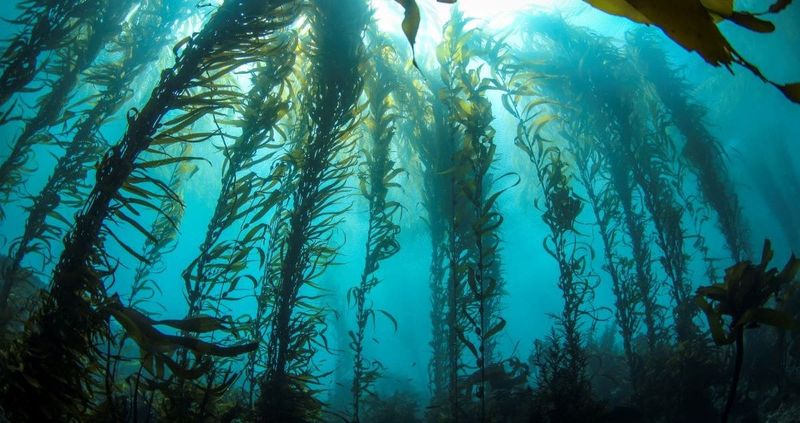Can We Balance Seaweed Growth With Ecosystem Health?