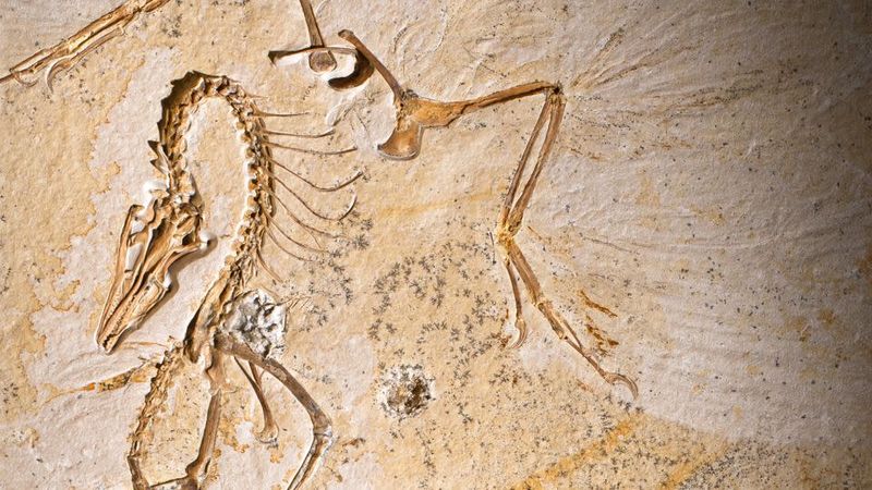 DNA Fragments Confirm Evolutionary Relationships
