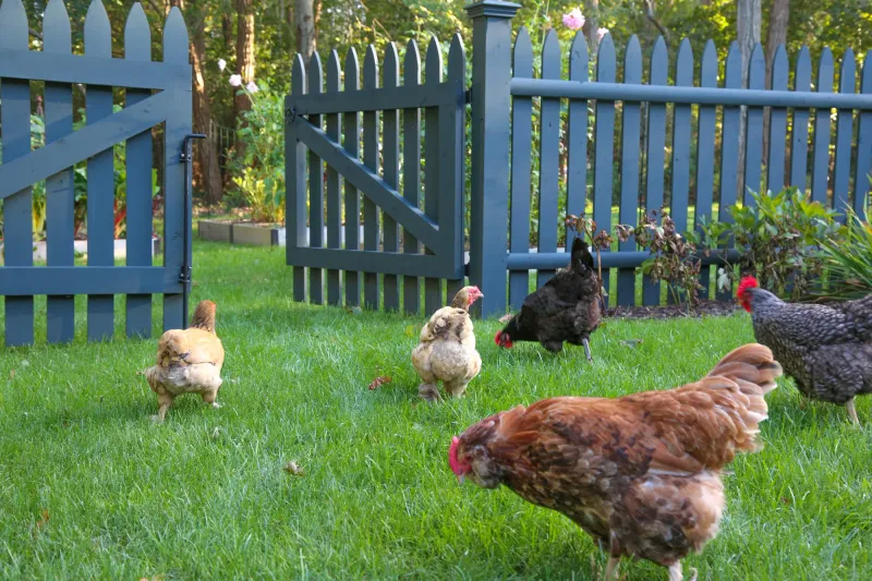 Gardens And Chickens Don't Always Mix