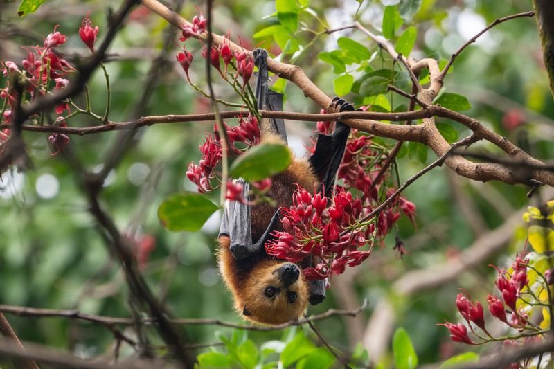 Soaring Beyond Superstition: Bats