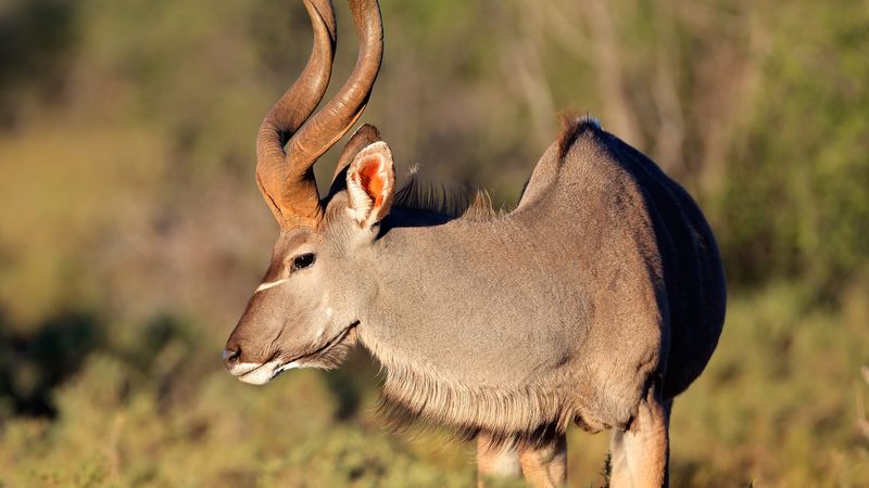 Greater Kudu
