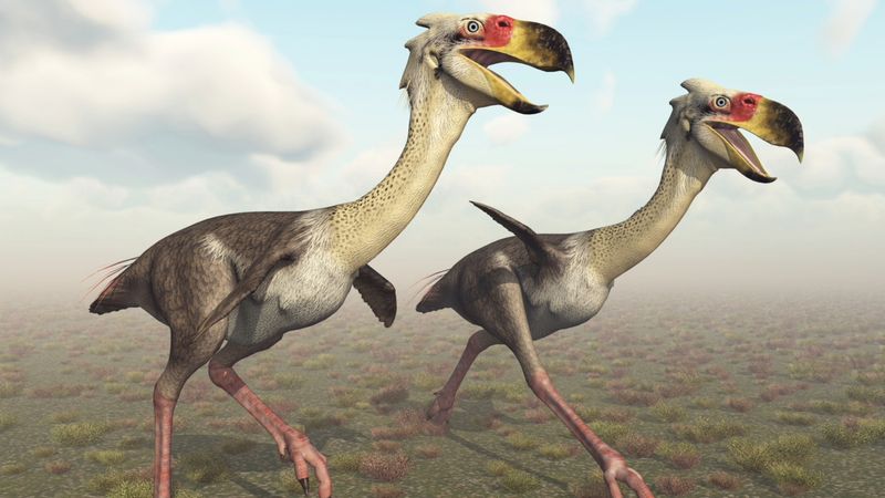 Terror Bird: South America's Feathered Tyrant