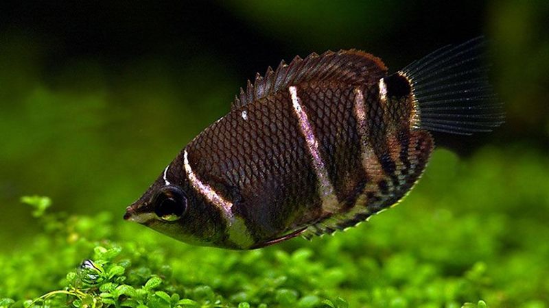 Chocolate Gourami