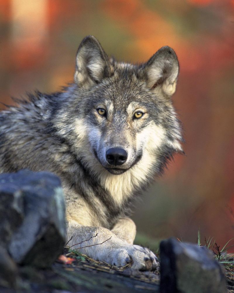 Radio Collars Track Predator Movements
