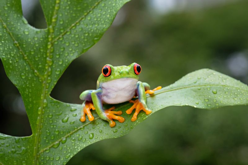 Weather-Predicting Frogs