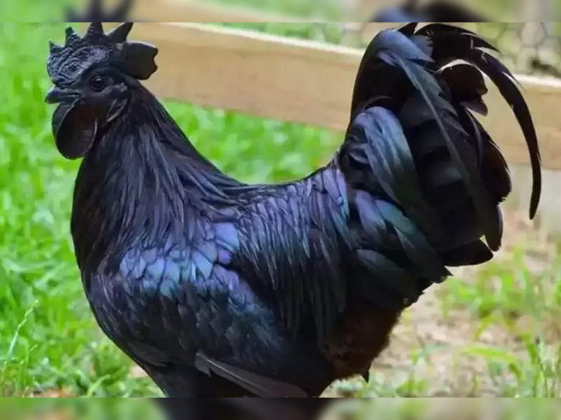 Mysterious Kadaknath