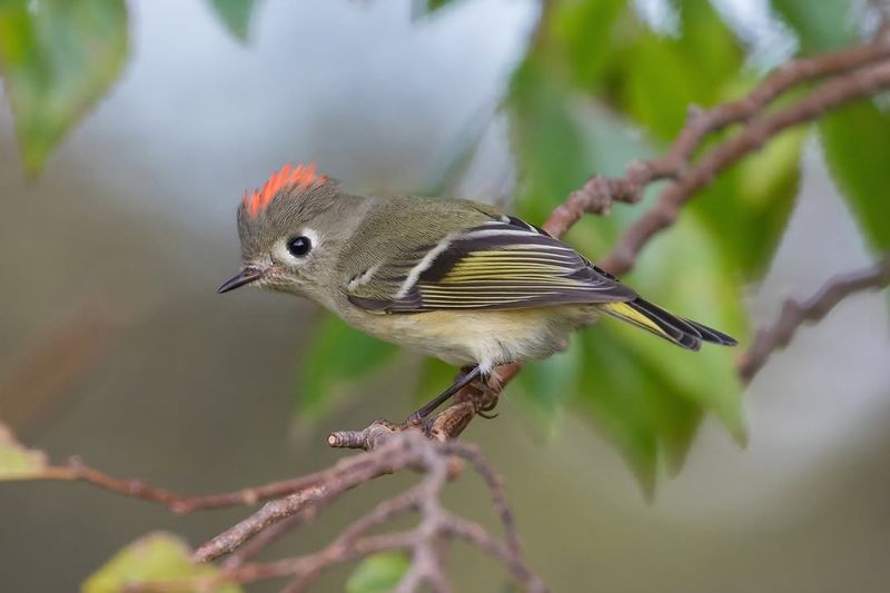 Rainbow Rebel: The Ruby-Crowned Kinglet