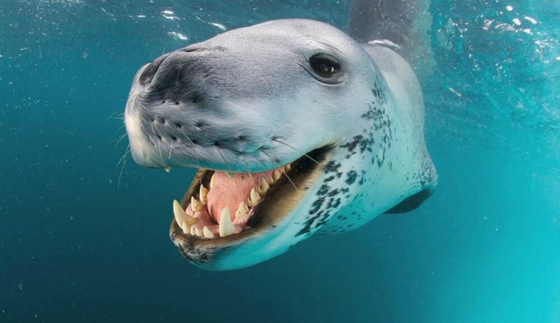 Leopard Seal