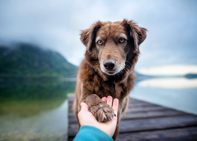 Dogs Feel Jealousy Too