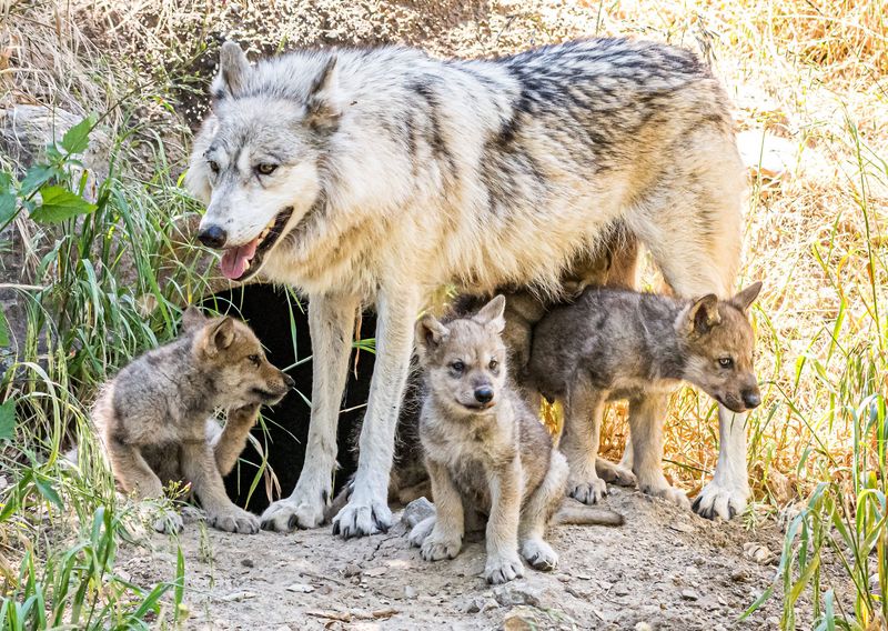 Wolf Packs: Where Everyone Babysits