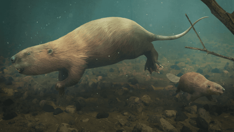 Giant Beavers Engineered Ancient Waterways
